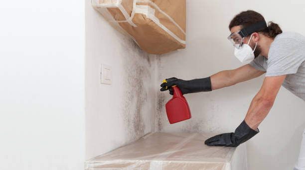 Professional Black Mold Remediation technician working in Deer Park, IL